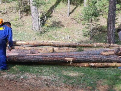 La modernización del sector forestal en los Montes Universales-Alto Tajo es posible y así lo demuestra GO PRORURAL