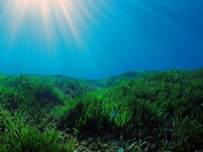 Aprobada la primera metodología de contabilidad del carbono para la conservación del medio marino