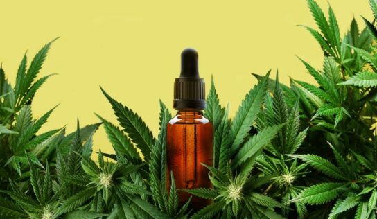 Cannabis Light Spain: liderando el mercado de productos CBD de bajo THC