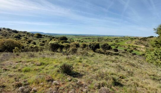 Adel Sierra Norte destaca la importancia de respetar la encina, uno de elementos clave de la Sierra Norte de Guadalajara