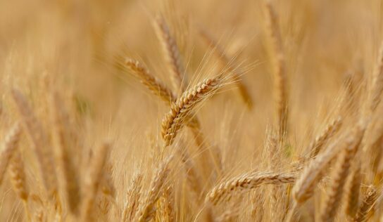 La agricultura ecológica, el secreto de Productos Monti para conseguir un snack delicioso