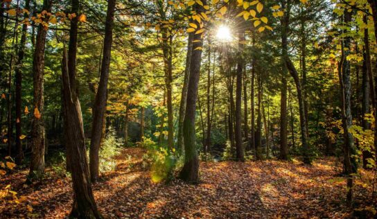 COPADE busca concienciar sobre el problema de la deforestación importada con el proyecto ‘’Bosques Vivos’’