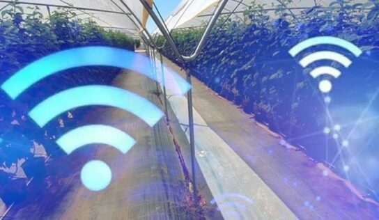 Hortifrut despliega una red de WiFi 6 para gestionar la producción de sus ﬁncas frutícolas