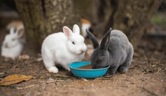 Bifeedoo ofrece estrategias de alimentación ecológica para conejos de granja y mascotas